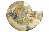 Cut & Polished Ammonite Fossil (Half) - Madagascar #256201-1